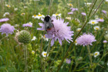 Native bumblebee pollinating native plant in grassland restoration- Germany