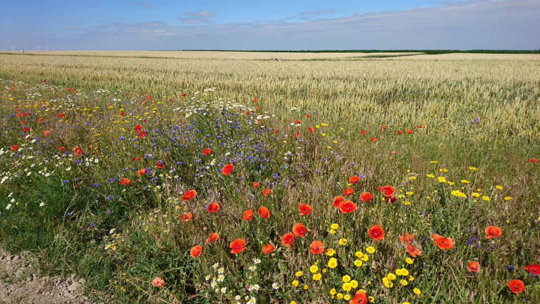 Edge of wheat field planted two years prior with 48 species of native plants- Germany