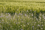 Wheat field margin after green hay transfer- Germany