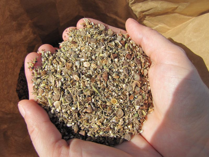 Diverse seed mix to be spread in grassland restoration project- Germany