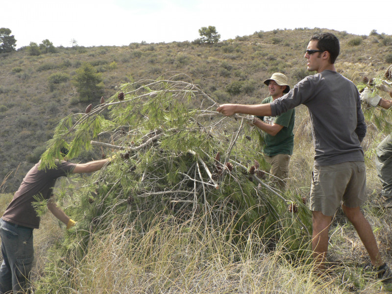 Building branch piles to attact birds to facilitate shrubland restoration- Spain