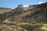 Forested hillside after a wildfire- Spain