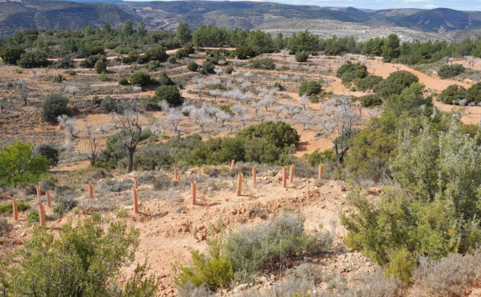 Ecological restoration project site showing various trees, shrubs, and plants- Spain