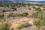 Ecological restoration project site showing various trees, shrubs, and plants- Spain