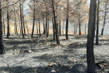 Example of a forest after a wildfire- Spain