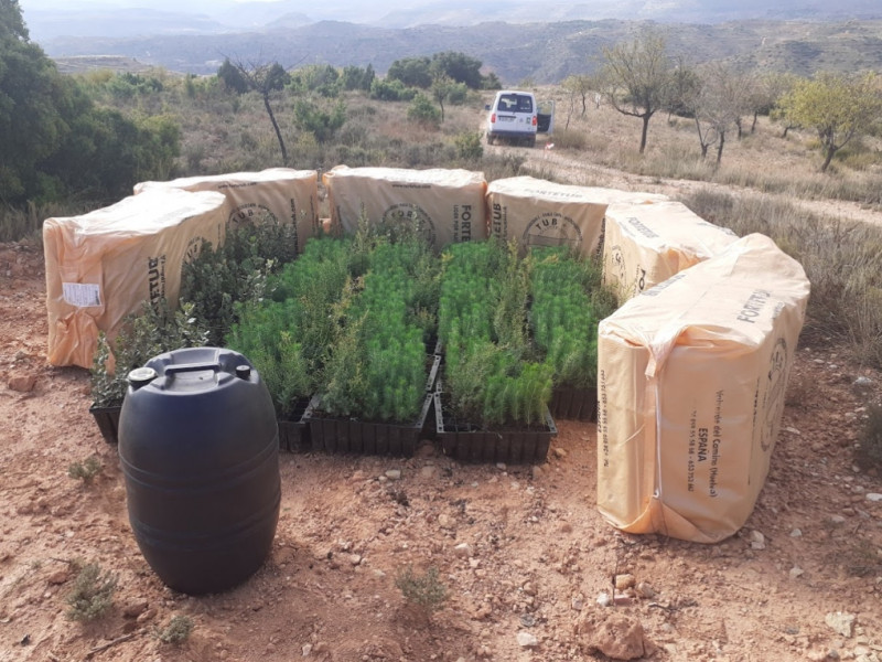 Native plants grown for ecological restoration project- Spain