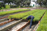 Propagation of native plants used in ecological restoration projects- Spain
